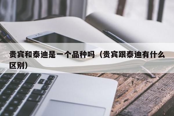 贵宾和泰迪是一个品种吗（贵宾跟泰迪有什么区别）