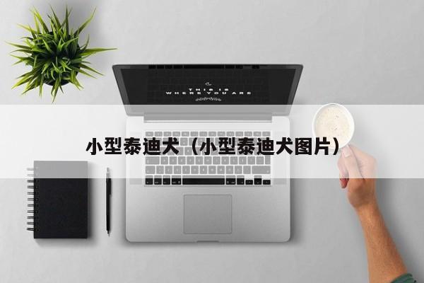 小型泰迪犬（小型泰迪犬图片）