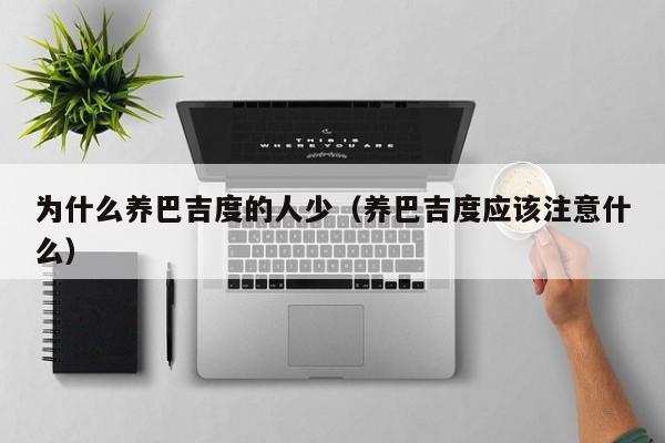 为什么养巴吉度的人少（养巴吉度应该注意什么）