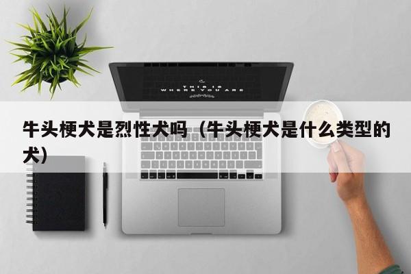 牛头梗犬是烈性犬吗（牛头梗犬是什么类型的犬）