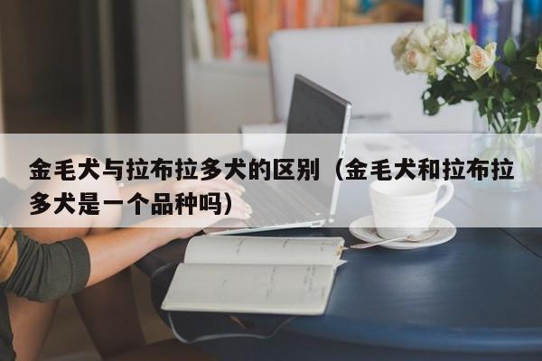金毛犬与拉布拉多犬的区别（金毛犬和拉布拉多犬是一个品种吗）