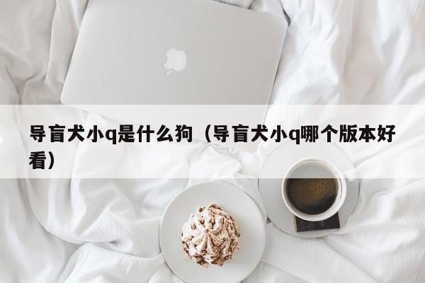 导盲犬小q是什么狗（导盲犬小q哪个版本好看）
