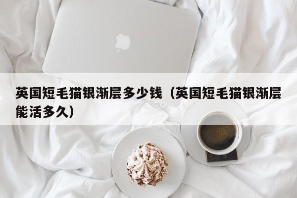 英国短毛猫银渐层多少钱（英国短毛猫银渐层能活多久）