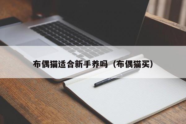 布偶猫适合新手养吗（布偶猫买）