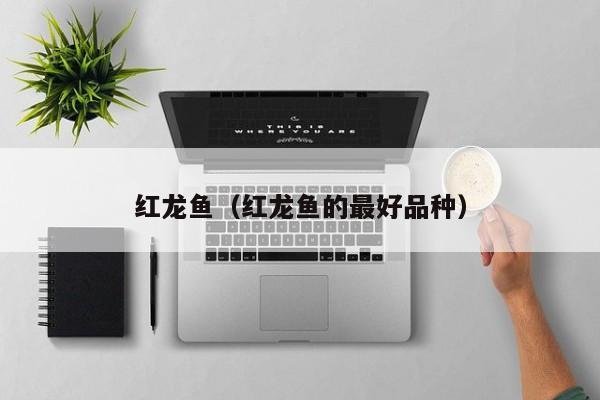 红龙鱼（红龙鱼的更好品种）