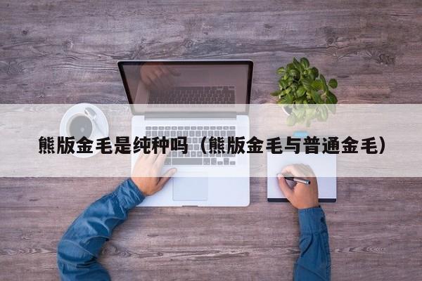 熊版金毛是纯种吗（熊版金毛与普通金毛）