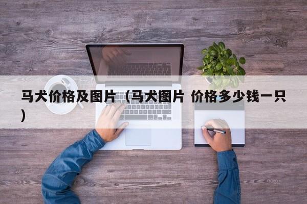马犬价格及图片（马犬图片 价格多少钱一只）