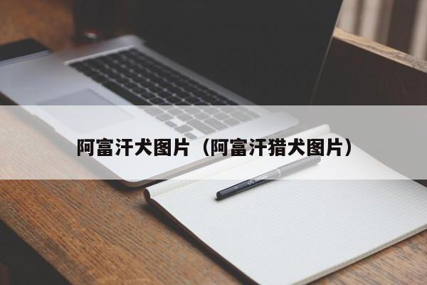 阿富汗犬图片（阿富汗猎犬图片）