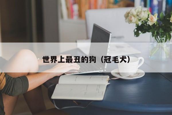 世界上最丑的狗（冠毛犬）