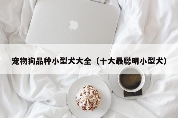 宠物狗品种小型犬大全（十大最聪明小型犬）