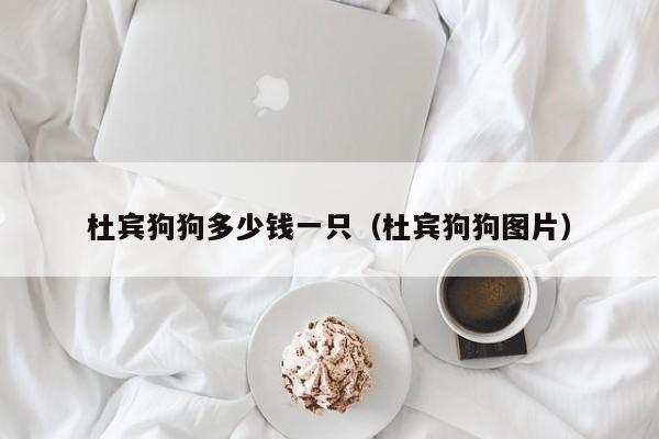杜宾狗狗多少钱一只（杜宾狗狗图片）