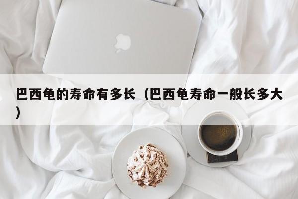 巴西龟的寿命有多长（巴西龟寿命一般长多大）