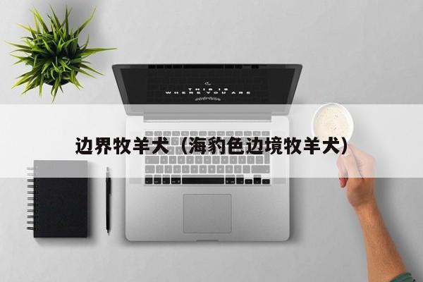 边界牧羊犬（海豹色边境牧羊犬）