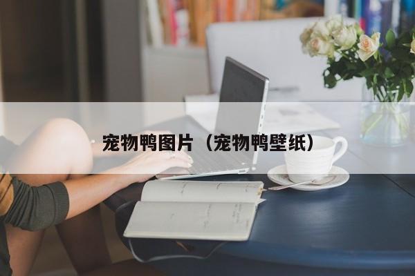 宠物鸭图片（宠物鸭壁纸）