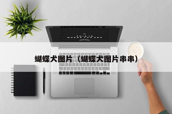 蝴蝶犬图片（蝴蝶犬图片串串）