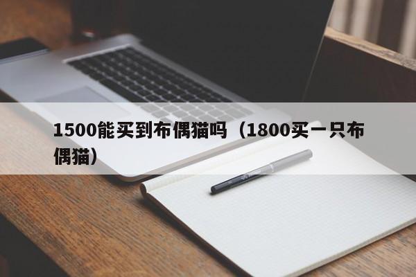 1500能买到布偶猫吗（1800买一只布偶猫）