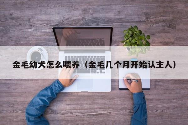 金毛幼犬怎么喂养（金毛几个月开始认主人）