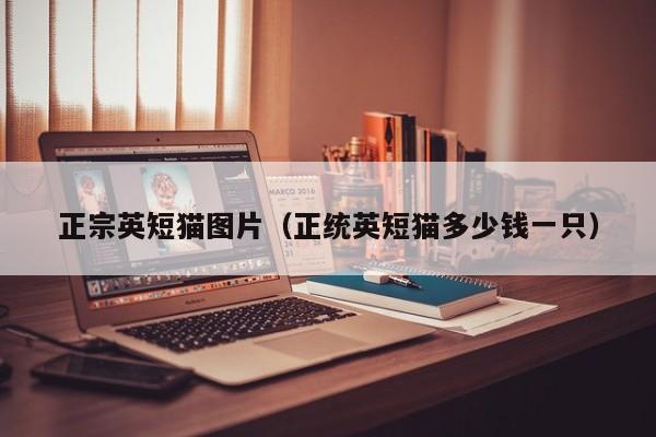 正宗英短猫图片（正统英短猫多少钱一只）