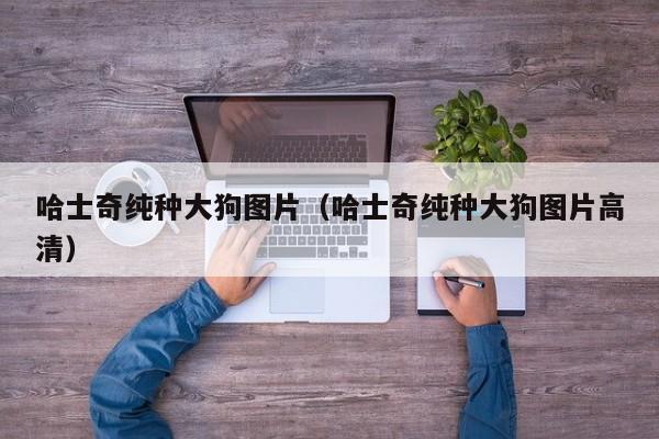 哈士奇纯种大狗图片（哈士奇纯种大狗图片高清）