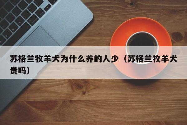 苏格兰牧羊犬为什么养的人少（苏格兰牧羊犬贵吗）