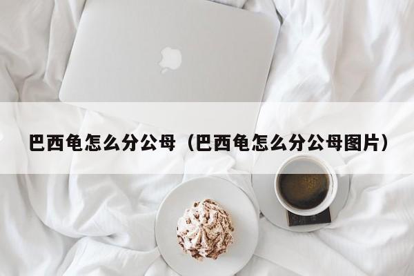 巴西龟怎么分公母（巴西龟怎么分公母图片）