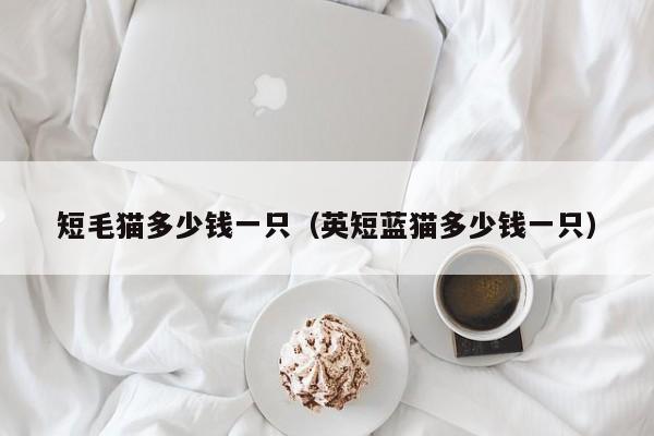 短毛猫多少钱一只（英短蓝猫多少钱一只）
