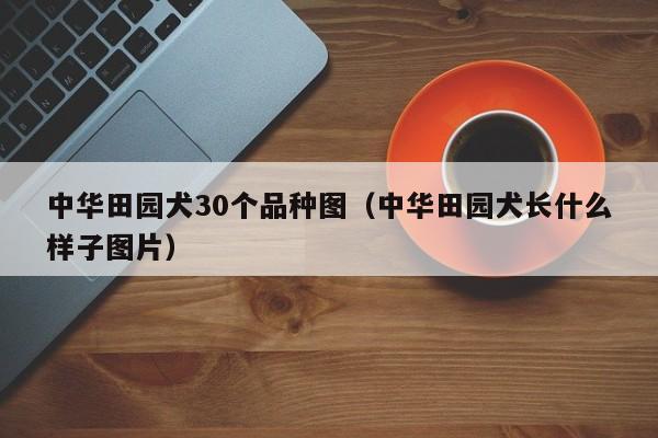 中华田园犬30个品种图（中华田园犬长什么样子图片）