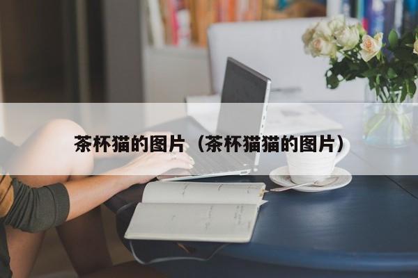 茶杯猫的图片（茶杯猫猫的图片）