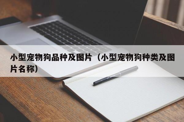 小型宠物狗品种及图片（小型宠物狗种类及图片名称）