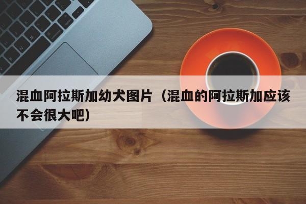 混血阿拉斯加幼犬图片（混血的阿拉斯加应该不会很大吧）