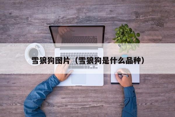 雪狼狗图片（雪狼狗是什么品种）
