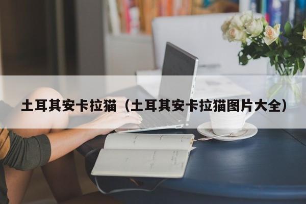 土耳其安卡拉猫（土耳其安卡拉猫图片大全）