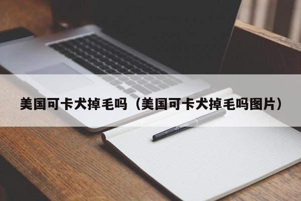 美国可卡犬掉毛吗（美国可卡犬掉毛吗图片）