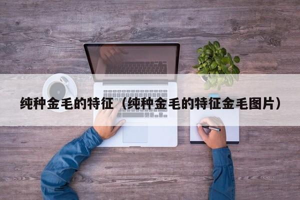 纯种金毛的特征（纯种金毛的特征金毛图片）
