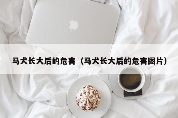 马犬长大后的危害（马犬长大后的危害图片）