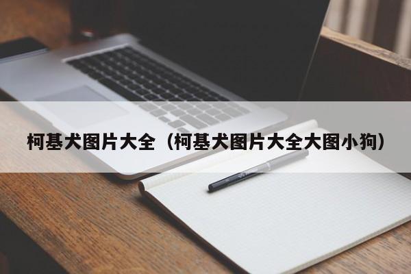 柯基犬图片大全（柯基犬图片大全大图小狗）