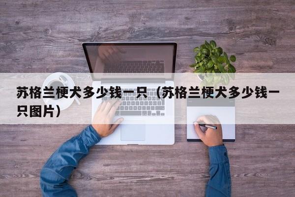 苏格兰梗犬多少钱一只（苏格兰梗犬多少钱一只图片）