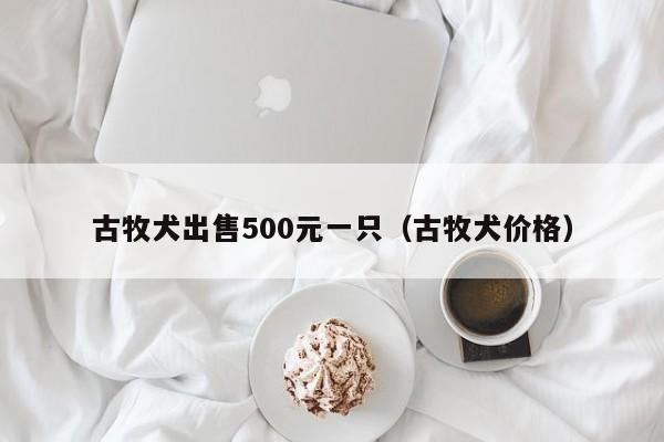 古牧犬出售500元一只（古牧犬价格）