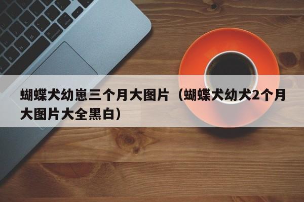 蝴蝶犬幼崽三个月大图片（蝴蝶犬幼犬2个月大图片大全黑白）