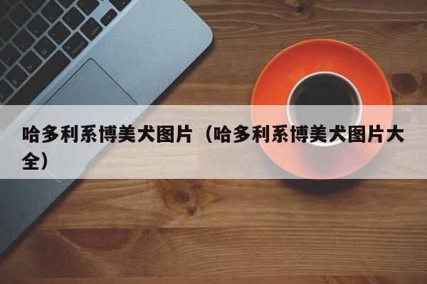 哈多利系博美犬图片（哈多利系博美犬图片大全）